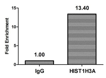 HIST1H3A Antibody