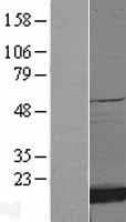 SOD1 / Cu-Zn SOD Protein (Over-Expression Lysate Myc-DDK (Flag))