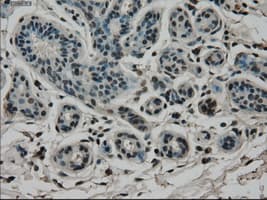 Monoclonal Mouse anti-Human CD4 Antibody (clone OTI4F8, IHC, WB)