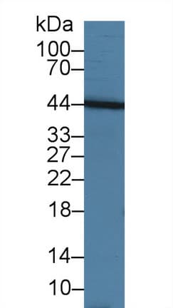TNFSF13 / APRIL Antibody (aa105-250)