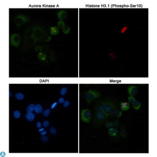 AURKA / Aurora-A Antibody