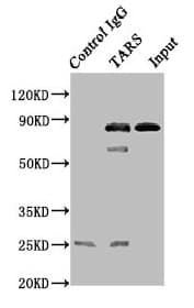 TARS Antibody