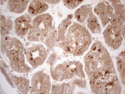 VIP Antibody (clone OTI1C3, Carrier-free)