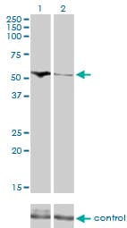 CDADC1 Antibody (clone 1A2)