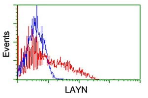 Monoclonal Mouse anti-Human Layilin / LAYN Antibody (clone OTI4C11, WB)