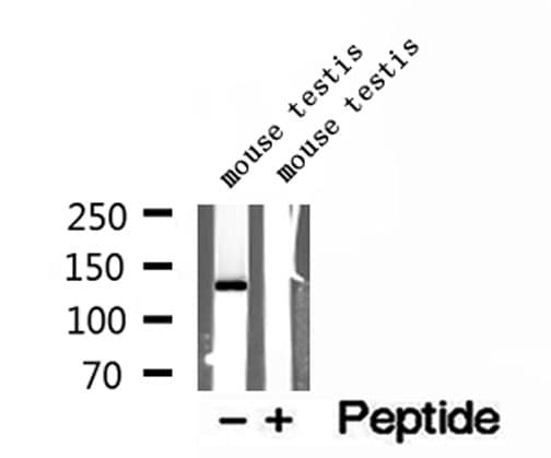 NASP Antibody