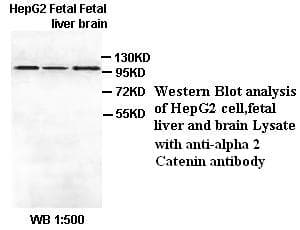 CTNNA2 / Alpha-2 Catenin Antibody