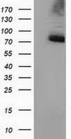 PPWD1 Antibody (clone OTI1G5)