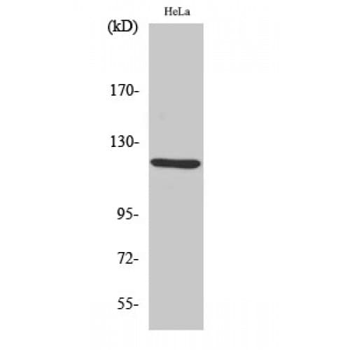AOX1 / Aldehyde Oxidase Antibody (490-570 aa, Internal)