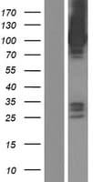ASAP3 Protein (Over-Expression Lysate Myc-DDK (Flag))