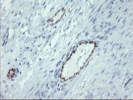PECAM-1 / CD31 Antibody (clone OTI3H2)