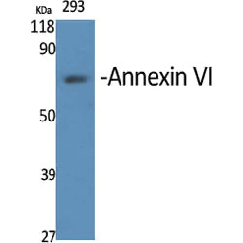 ANXA6/Annexin A6/Annexin VI Antibody (1-80 aa, N-terminal)