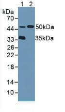 TPP1 / CLN2 Antibody (aa1-320, PE)