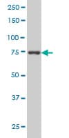 IHC-plus™ MED17 / TRAP80 Antibody (clone 4D4)