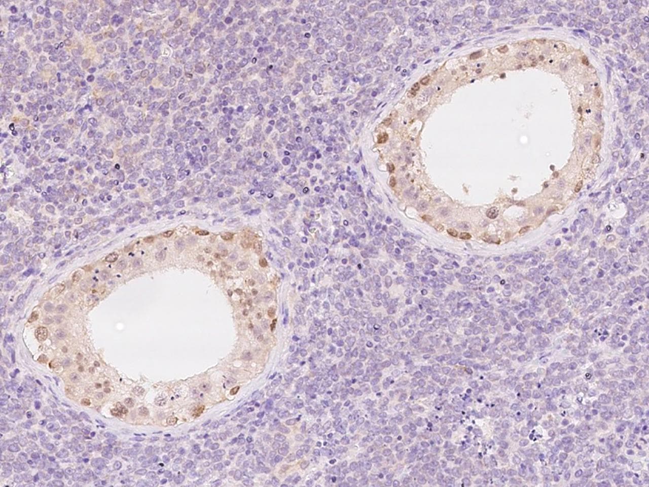 C2orf42 Antibody