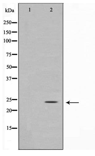 Polyclonal Rabbit anti-Human GCG / Glucagon Antibody (IF, WB)