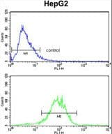 ENO3 / Enolase 3 Antibody (aa237-264)