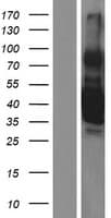 THPO / TPO / Thrombopoietin Protein (Over-Expression Lysate Myc-DDK (Flag))