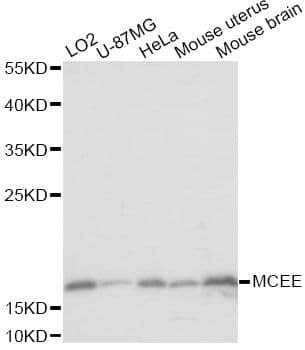 GLOD2 / MCEE Antibody