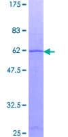 Human MMP7 / Matrilysin Protein (Recombinant GST)