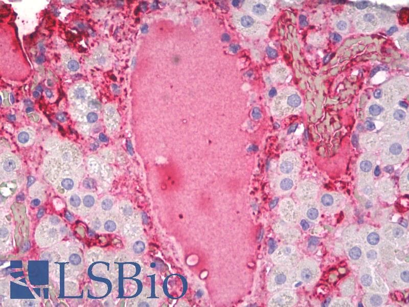 IHC-plus™ Monoclonal Mouse anti-Human VWF / Von Willebrand Factor Antibody (clone 8D3, IHC)