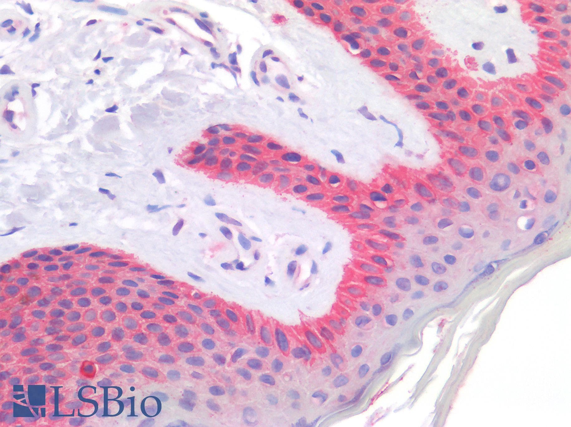 IHC-plus™ CD63 Antibody