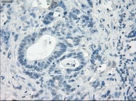LTA4H / LTA4 Antibody (clone OTI2A9)