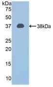 CAPN1 / Calpain 1 Antibody (aa387-694)