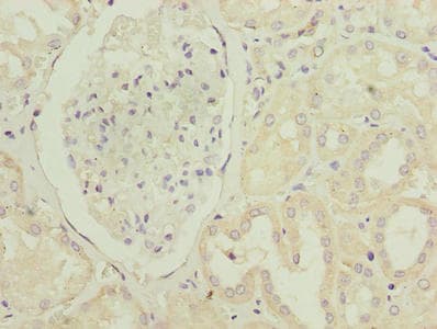 PTAFR / PAF Receptor Antibody