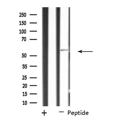 SHC2 / SLI Antibody