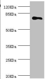 MGAT / GLYT1 Antibody