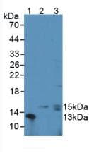 CSF3 / G-CSF Antibody (aa34-193)