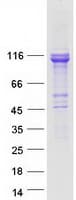 Human TCAF1 / FAM115A Protein (Recombinant Myc-DDK (Flag))