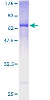 Human SPON2 / MINDIN Protein (Recombinant GST)