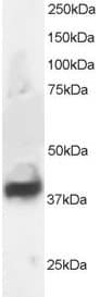 IHC-plus™ SEPT3 / Septin 3 Antibody (aa15-26)