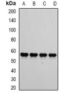 ATP5B / ATP Synthase Beta Antibody