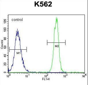 NOS3 / eNOS Antibody (Ser1177)