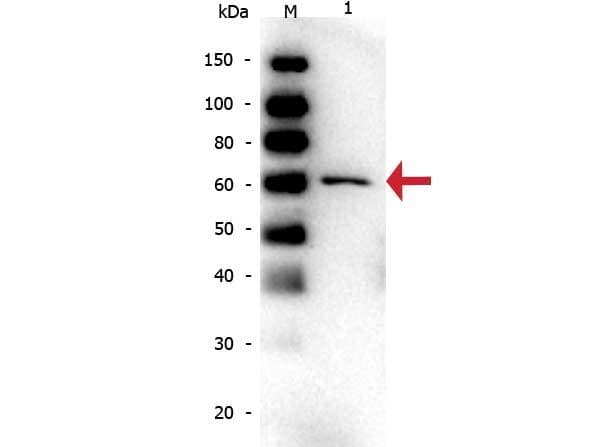 Monoclonal Mouse anti-Bovine ALB / Serum Albumin Antibody (clone 5F9, IHC, WB)