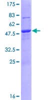 Human DNAJB8 Protein (Recombinant GST)