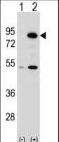 p84 / THOC1 Antibody (aa541-570)