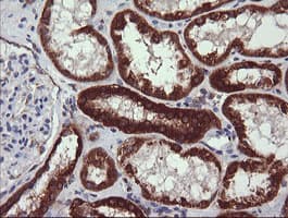 NDUFB10 Antibody (clone OTI2B4)
