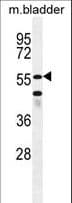 SHQ1 Antibody (aa58-86)