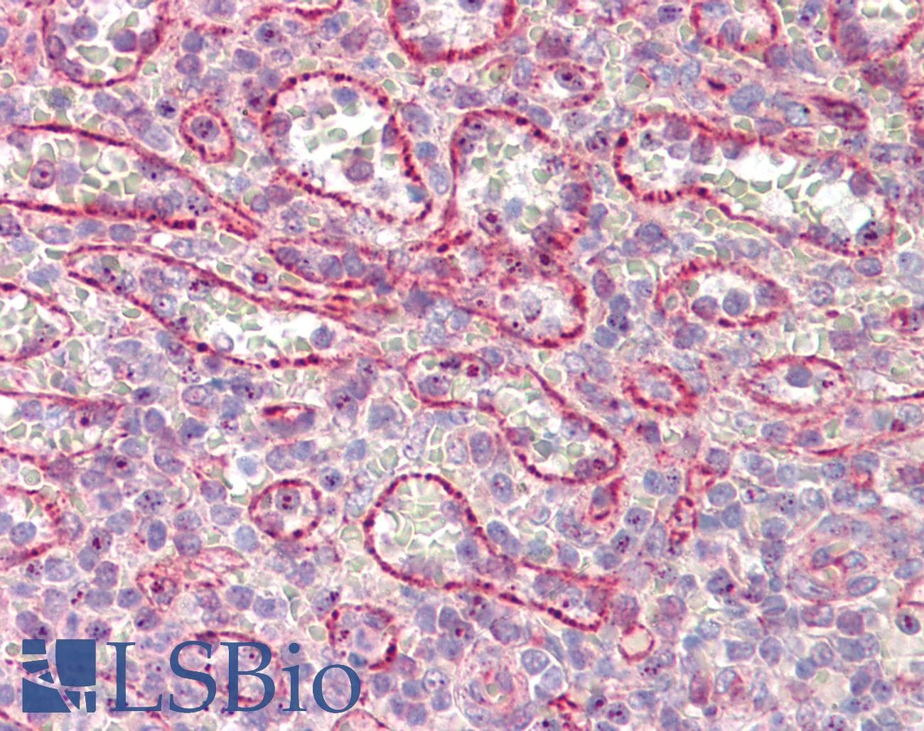 IHC-plus™ NUMB Antibody (aa1-50)
