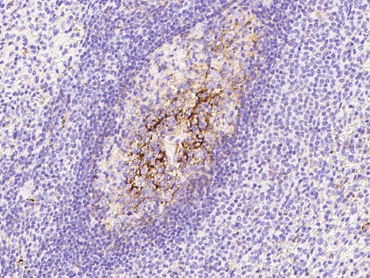 CD82 Antibody (clone 07, Preservative Free)