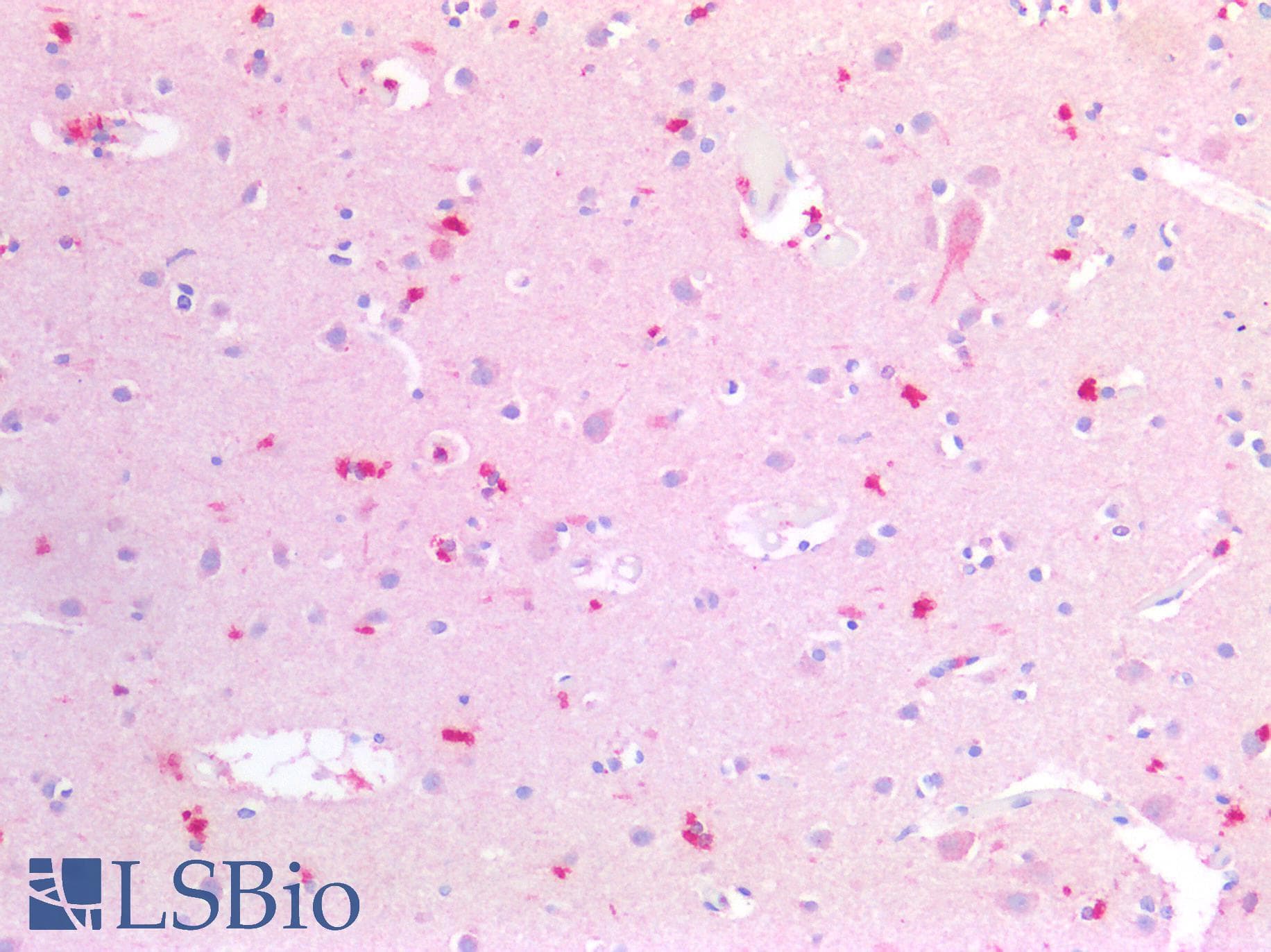 PathPlus™ CD63 Antibody