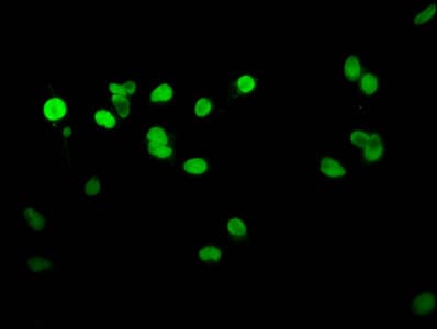 HIST1H1E Antibody