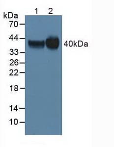 FOLR1 / Folate Receptor Alpha Antibody (aa25-234, APC)