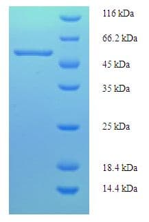 Streptomyces caespitosus scaIM Protein (Recombinant His-SUMO)