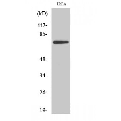 TBX2 Antibody (220-300 aa, Internal)