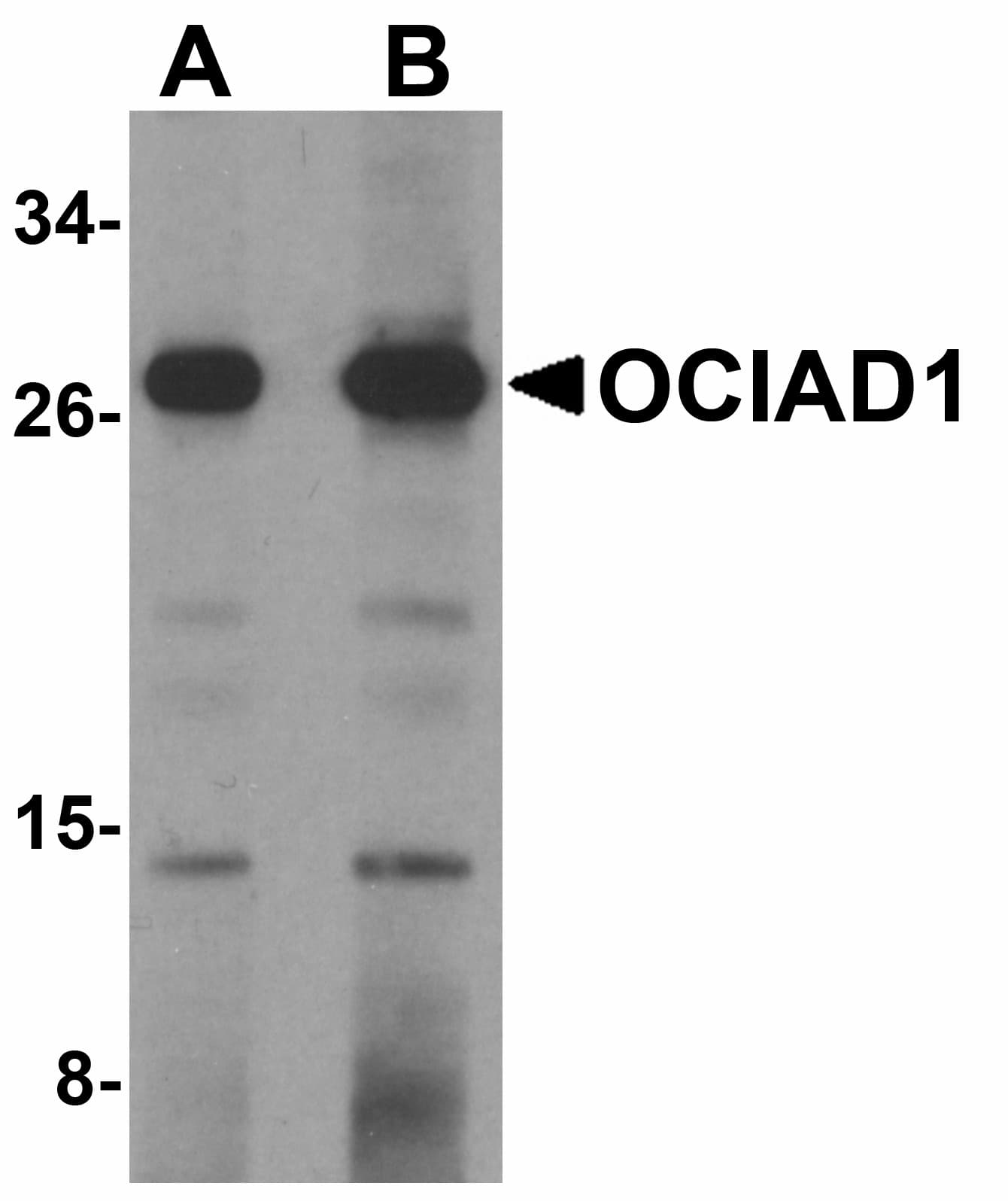 IHC-plus™ OCIAD1 Antibody